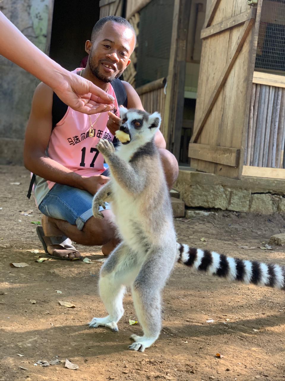 【マダガスカル】キツネザル保護プログラムスケジュール画像