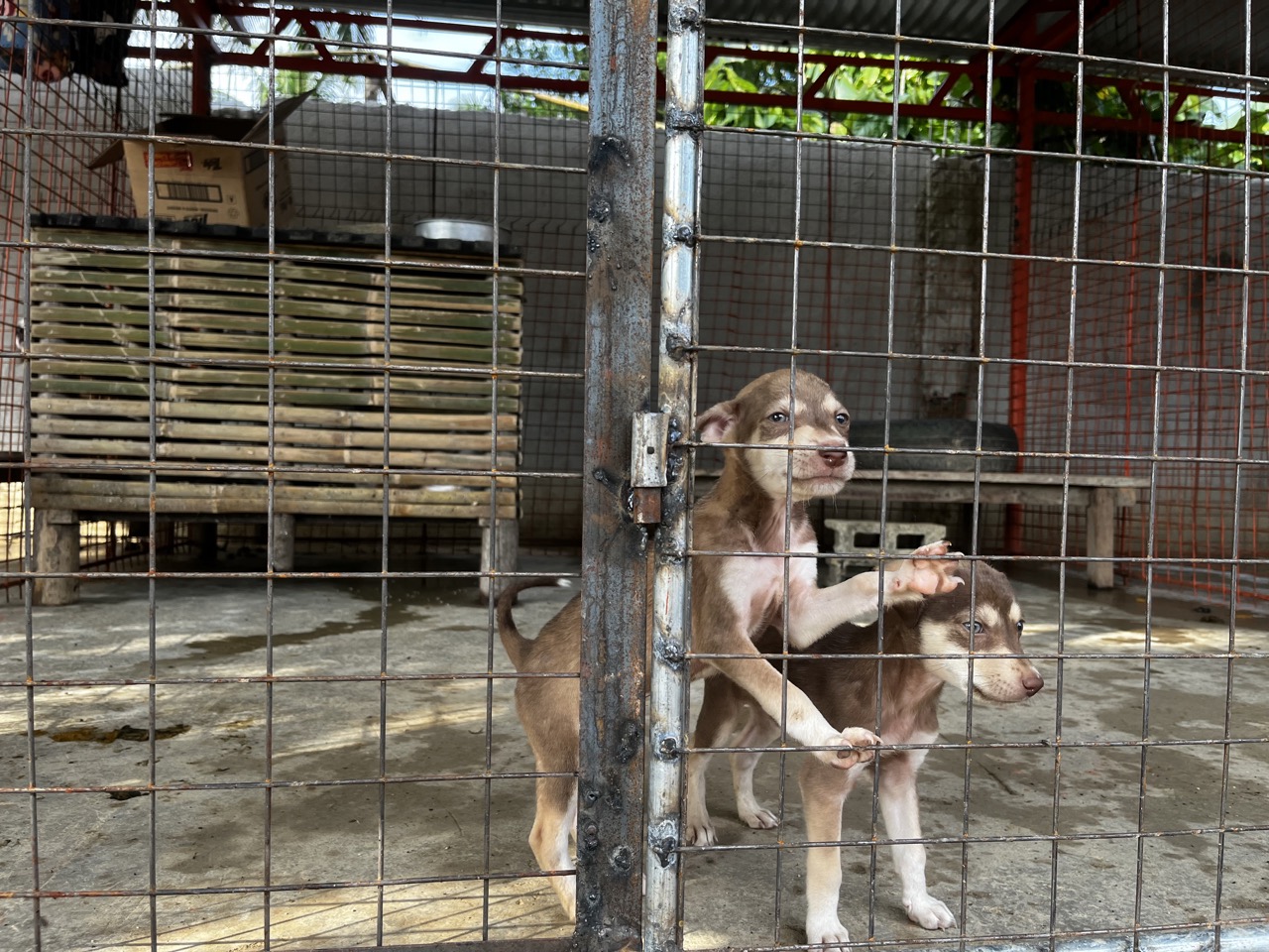 【フィリピン】野犬保護プログラムスケジュール画像