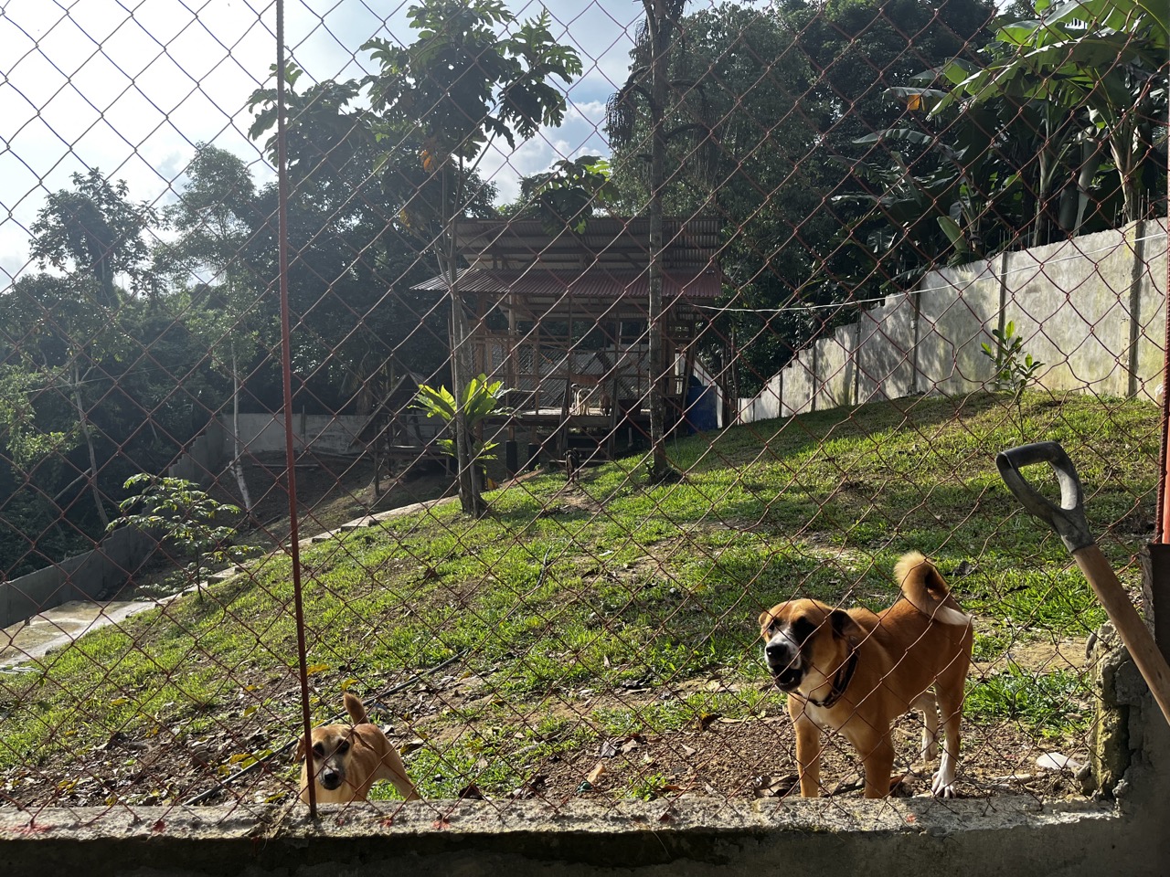【フィリピン】野犬保護プログラムスケジュール画像