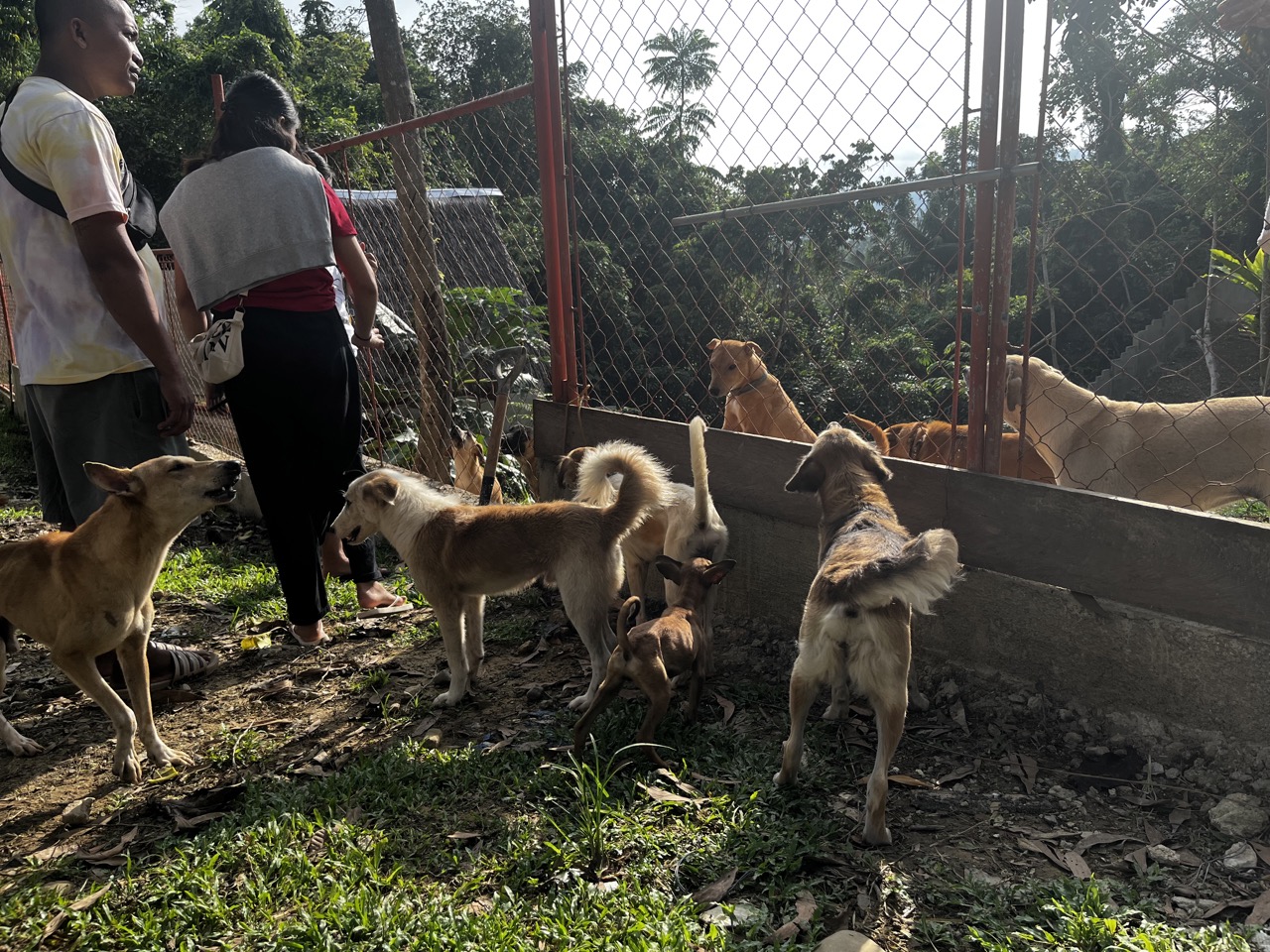【フィリピン】野犬保護プログラムスケジュール画像